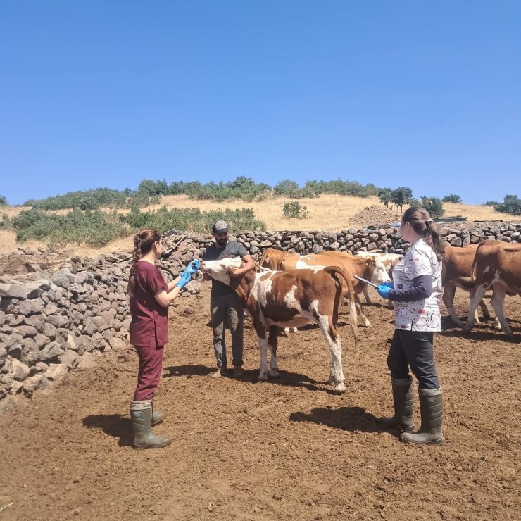 Elazığ büyükbaş hayvanlara yönelik aşılama çalışması