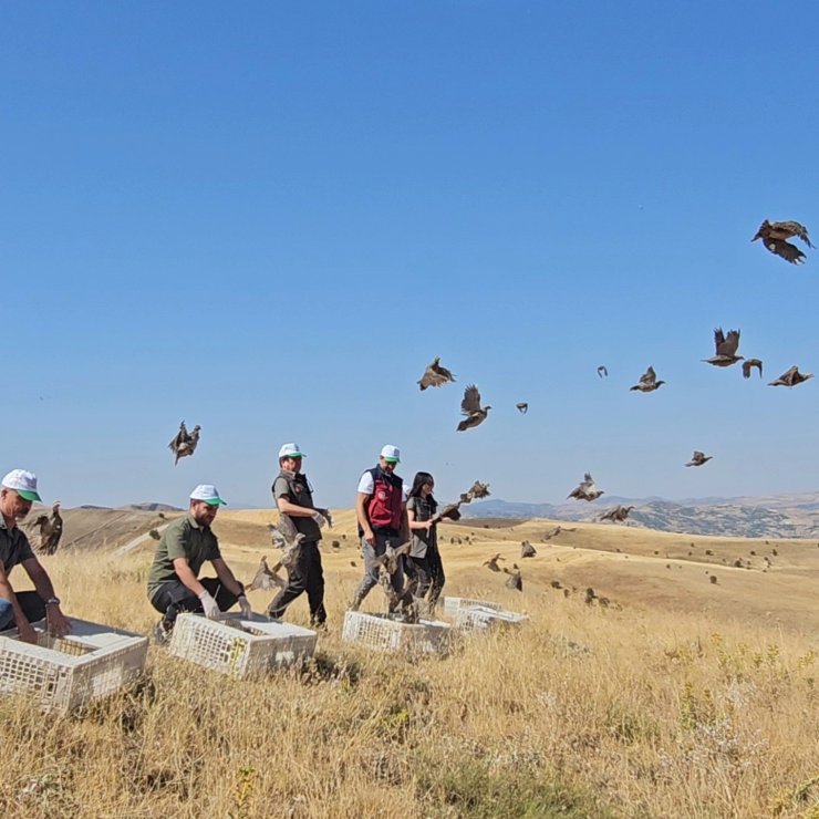 Tunceli’de doğaya 200 kınalı keklik salındı