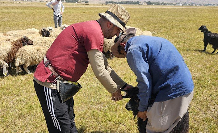 Yüksekova’da büyük ve küçükbaş hayvanları aşılama ve küpeleme çalışmaları devam ediyor