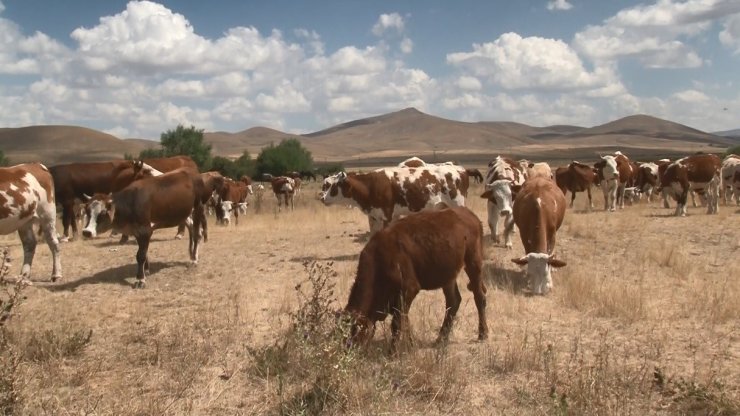 Kars’ta şap hastalığı geçti, hayvanlar yeniden meralara döndü