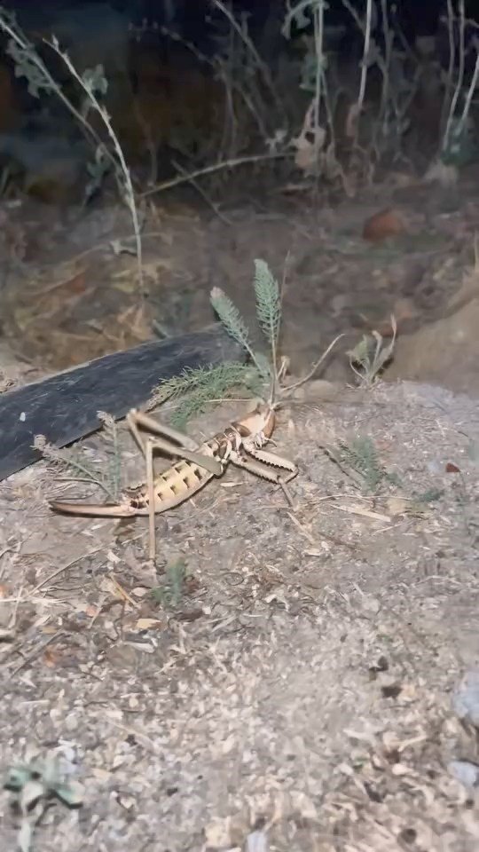 Elazığ’da dev etçil çekirge görüldü