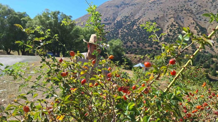 Erzincan’da kuşburnu, zorlu arazilerde toplanmaya başlandı