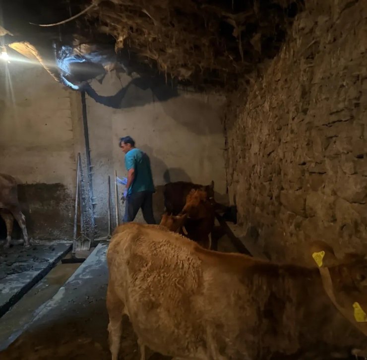 Diyadin’de şap hastalığına karşı aşı çalışmaları devam ediyor