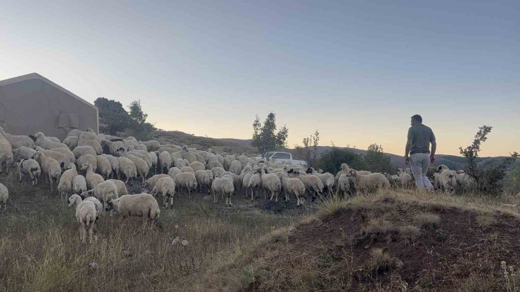 Erzincan’da koyun sürüsü ayı ve kurtların saldırısına uğradı