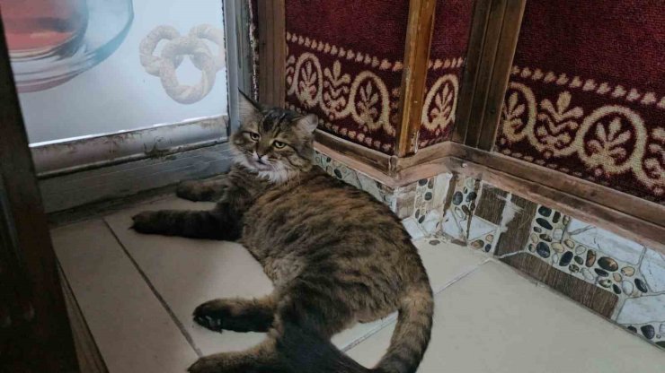 Elazığ’da çay ocağını 4 yıldır mesken tutan ’Bıdık’, mahallenin maskotu oldu