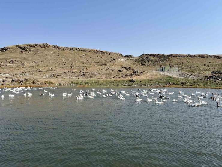 Kars’ta kazlar kış sofraları için besiye alındı