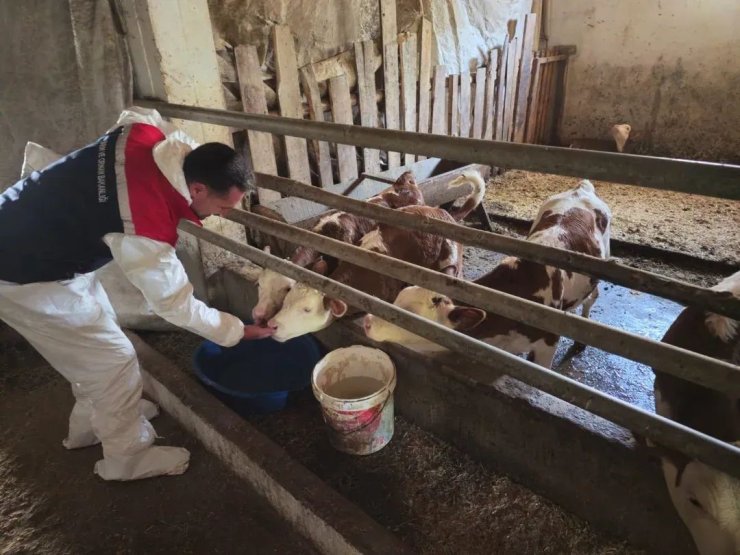 Bitlis’te aşılama çalışmaları devam ediyor