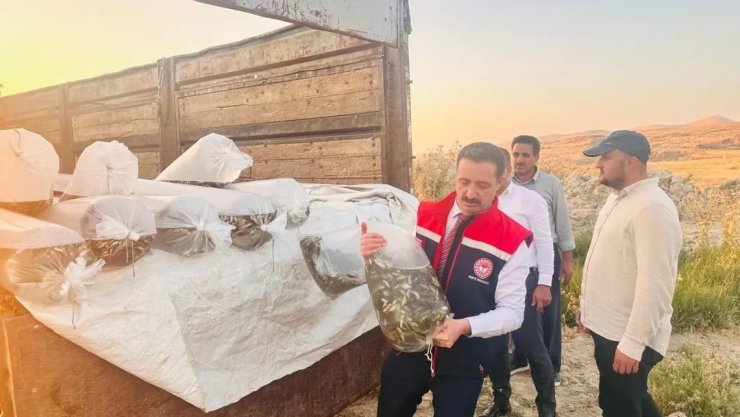 Bitlis’te Aygır ve Nazik göllerine 3 milyon 895 bin sazan balığı yavrusu bırakıldı