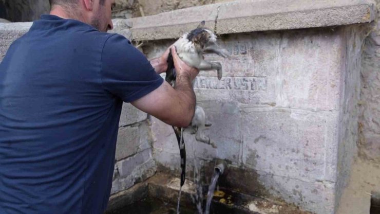 Alevlerin içinde kurtardığı kediye adeta can suyu verdi