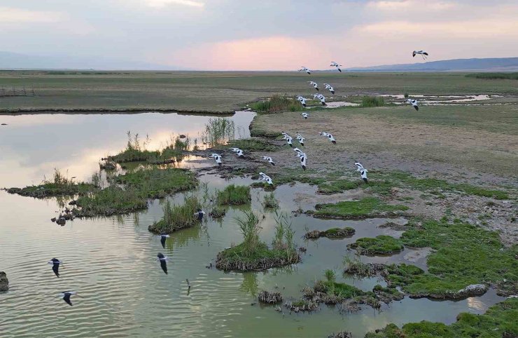Göçmen kuşlar dönüş yolunda