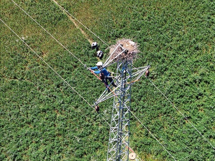 Doğu Anadolu’da hem leylekler hem de enerji güvende