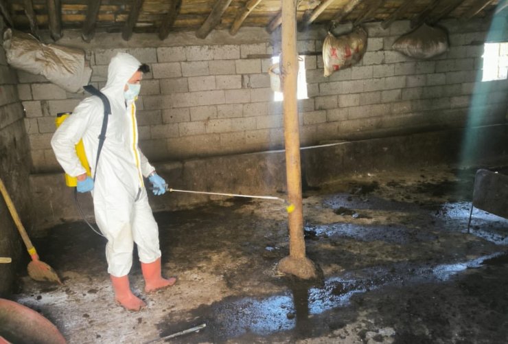 Yüksekova’da hayvan aşılama ve dezenfeksiyon çalışmaları devam ediyor