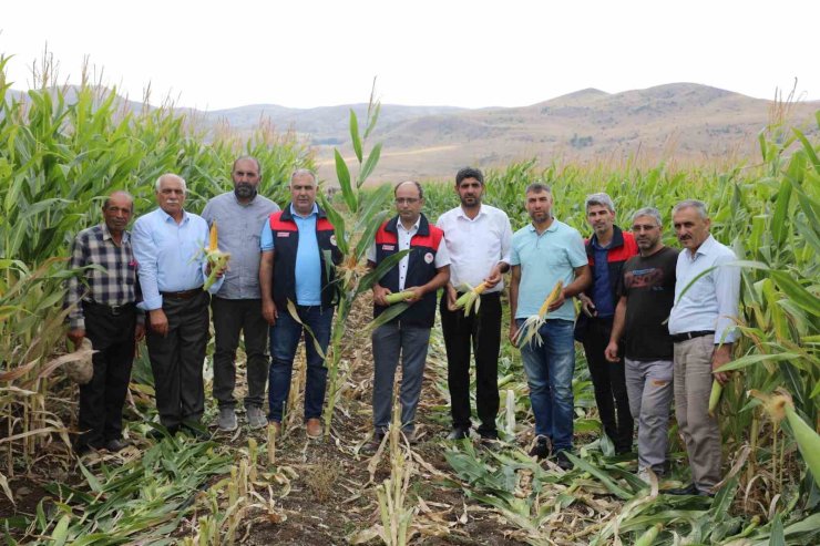 Elazığ’da 98 bin ton silajlık mısır üretimi bekleniyor