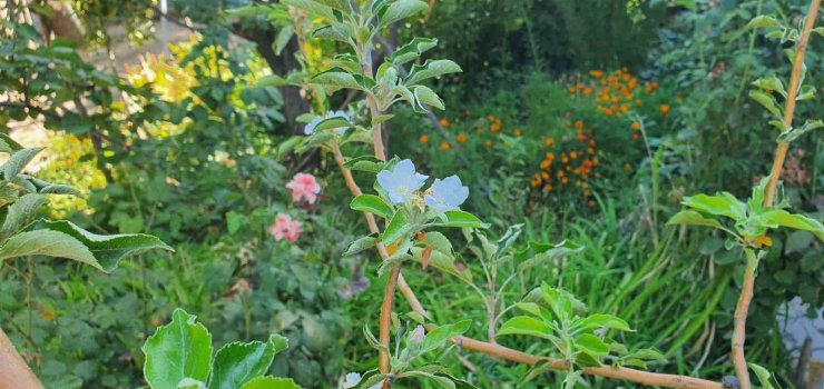 Sonbaharda bahar sürprizi: Elma ağacı çiçek açtı
