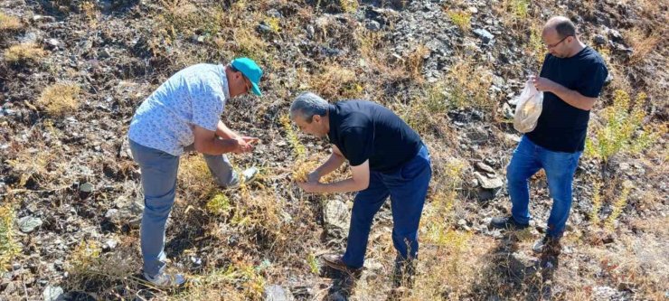 Elazığ’da maden çayı tohumu toplama çalışması