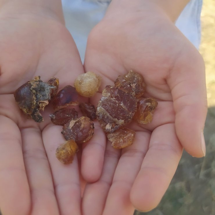 Patnos’ta çam sakızı şifa kaynağı oldu