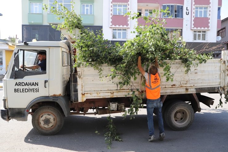 Ardahan Belediyesi’nden ağaç budama faaliyeti