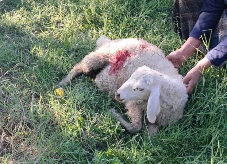 Erzincan’da başıboş sokak köpekleri 6 kuzuyu telef etti