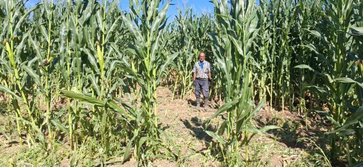 Elazığ’da domuz sürüsü mısır tarlasını talan etti