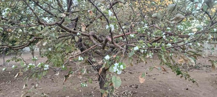 Sonbaharda ağaç çiçek açtı, görenler hayrete düştü