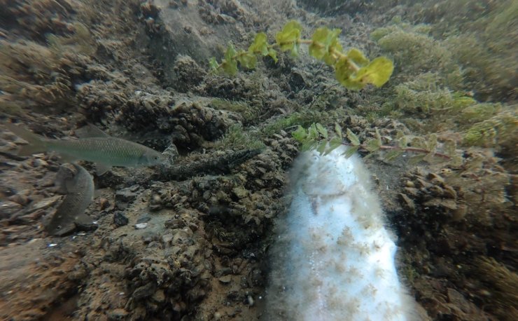 Elazığ’da su altı harikaları kayda alınıyor