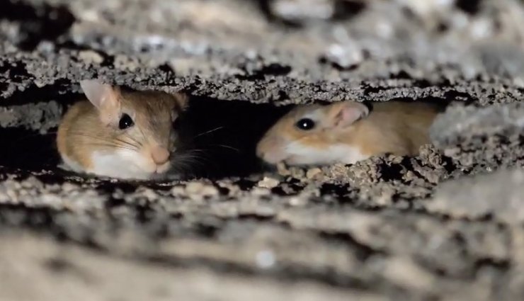 Tatvan’da nesli tehdit altındaki Arap tavşanları görüntülendi