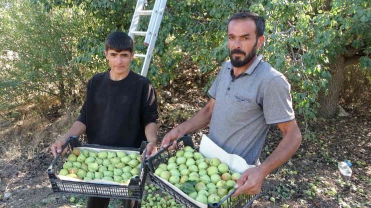 Malatya’da tescilli Akçadağ armudu hasadı başladı: Kilosu 70 TL’den alıcı buluyor