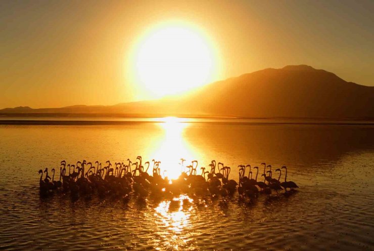 Van Gölü’nde gün batımıyla flamingoların güzelliği