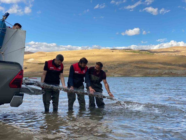 Muş’ta gölet ve barajlara 1 milyon sazan yavrusu bırakıldı