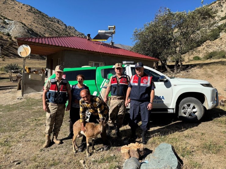 Jandarmadan yaralı yaban keçisine yardım eli