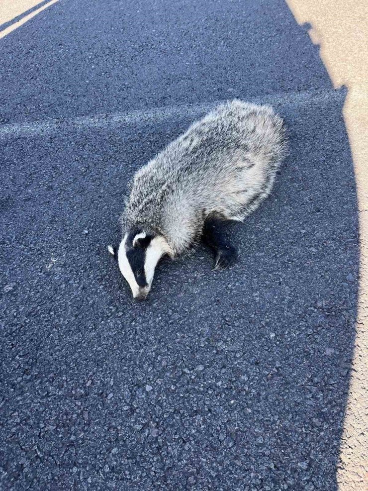 Akyaka’da aracın çarptığı porsuk telef oldu