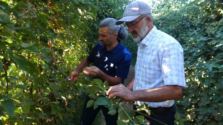 Malatya’da bitkisel üretim çeşitliliğinde üzümsü meyvelerin üretimi yaygınlaşıyor