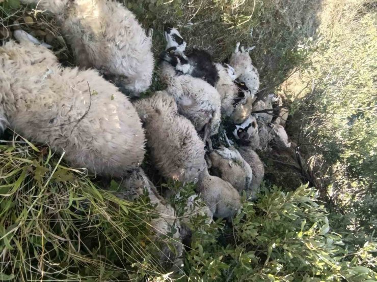 Tunceli’de koyun izdihamı: 29 hayvan telef oldu