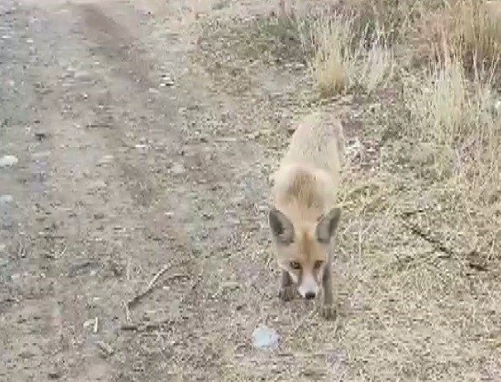 Yolda karşısına çıkan tilkiyi çerezle besledi