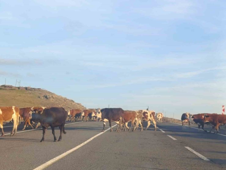 Kars’ta karayoluna çıkan büyükbaş hayvanlar trafiği aksattı