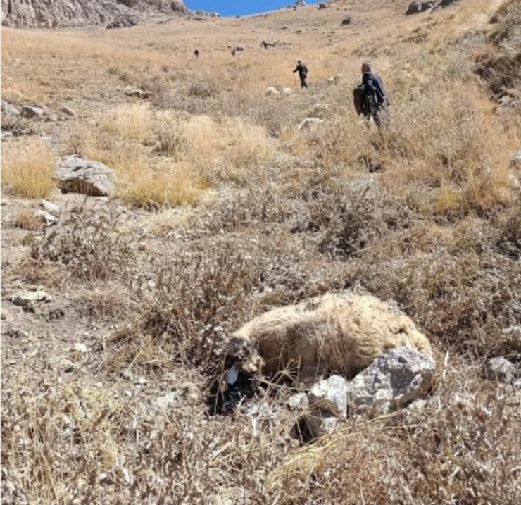 Başkale’de kurt saldırısı: Onlarca koyun telef oldu