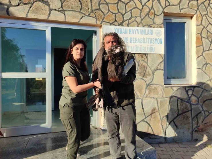 Yaralı kara akbaba yetkililere teslim edildi