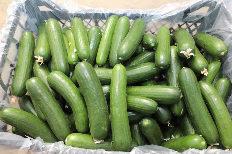 Elazığ’da 17 bin ton salatalık üretimiyle örtü altı sezonu başladı