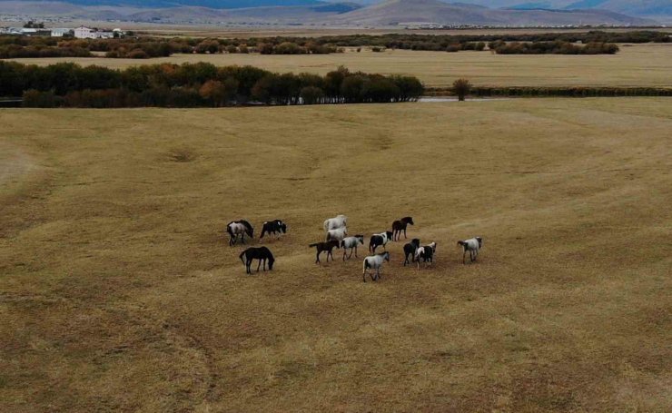 Ardahan’ın vahşi güzelliği: Yılkı atları dron ile görüntülendi