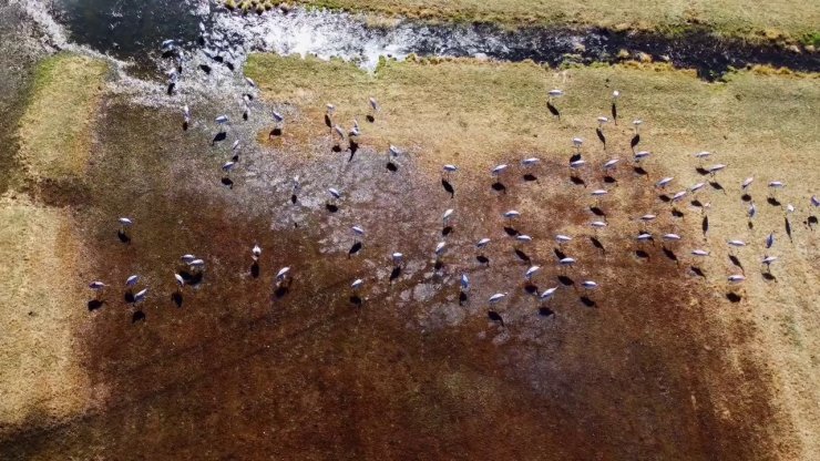 Göç eden turnalar Erzurum’da objektiflere yansıdı