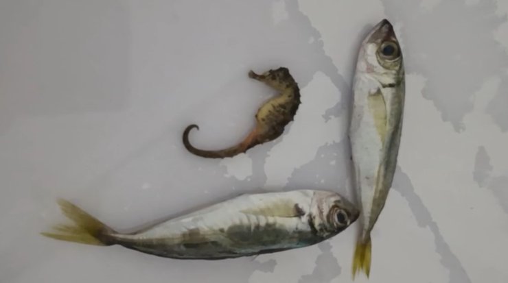 Yüksekova’da ilginç olay: Balıkların arasından denizatı çıktı