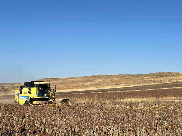 Kars’ta Ayçiçeği hasadı başladı