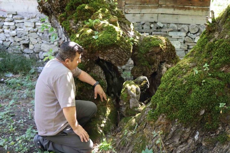300 yıllık dut ağacında dikkat çeken detay