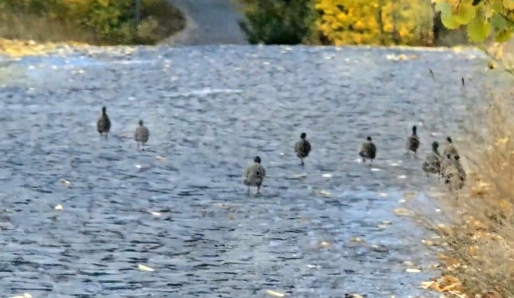 Nemrut Kalderası’nda çil keklik sürüsü görüntülendi