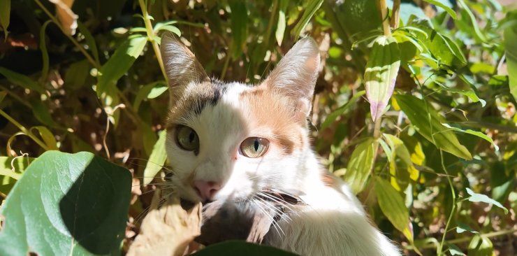 Yakaladığı serçeyi yavrusuna götürüp besledi