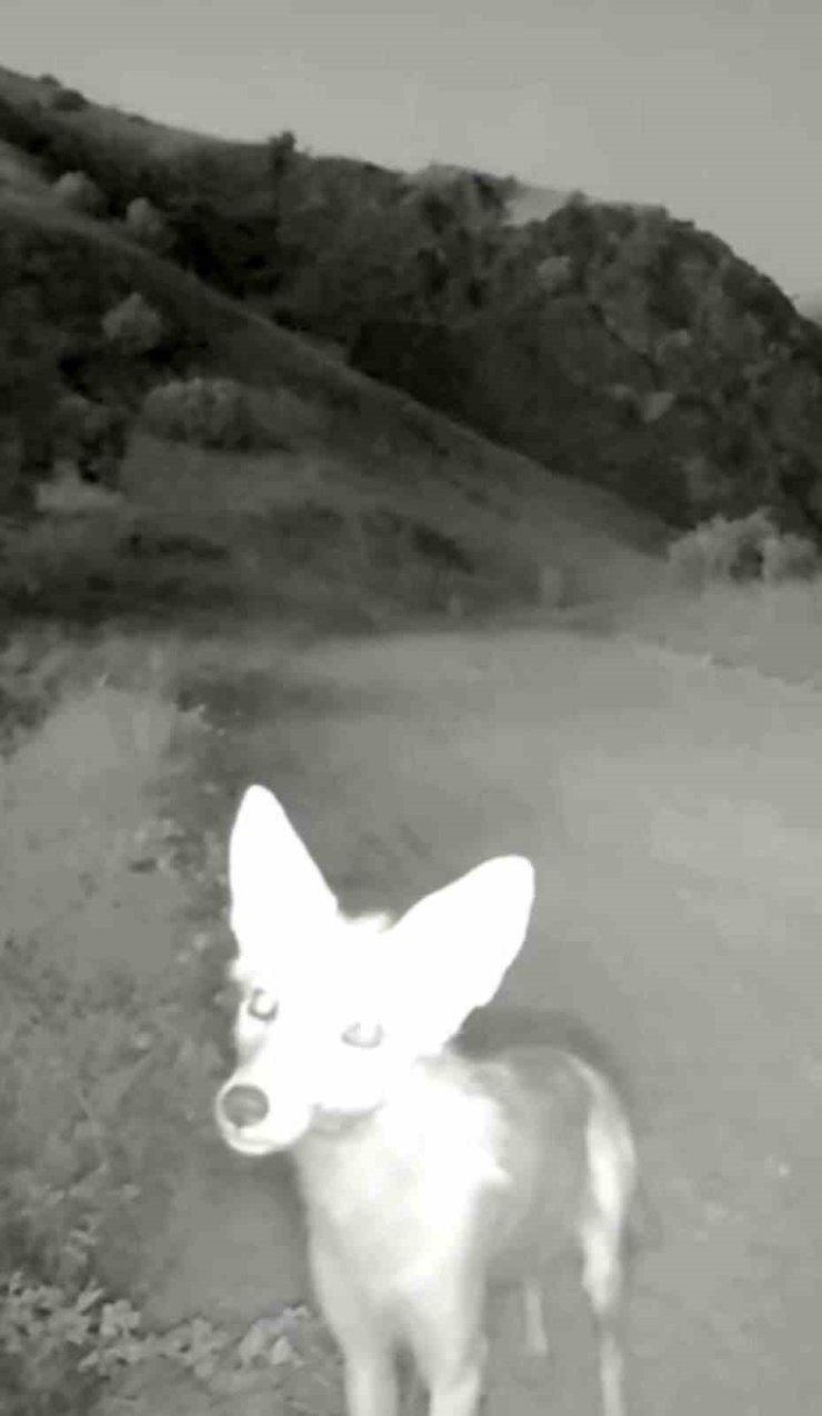 Tunceli’de yaban hayatı kameraya yansıdı