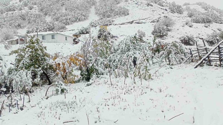 Hasadı yapılmayan ceviz kar altında kaldı