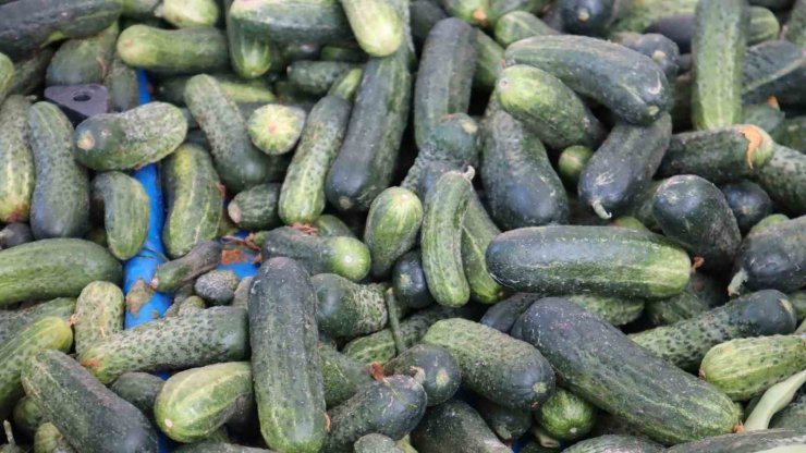 Vatandaş pahalı bulsa da almaktan vazgeçemiyor