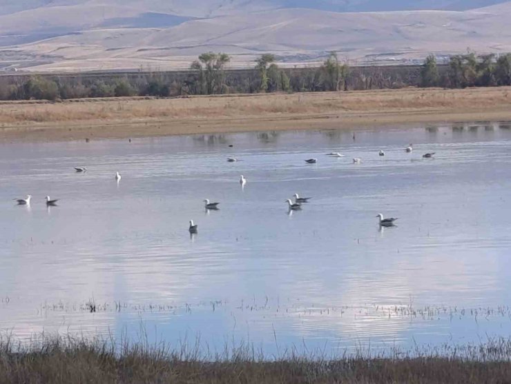 Kars’ta sulak alanlar yaban kuşlarını ağırlıyor