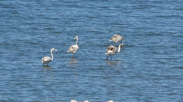 Flamingoların yeni gözdesi: İskele sahili